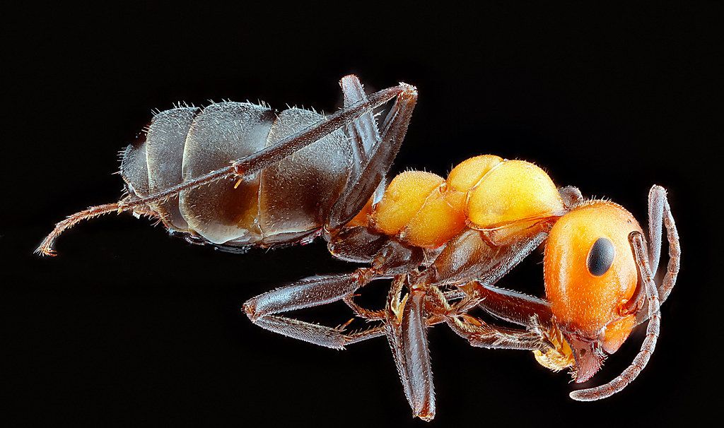 Ant Control service in Tyler, TX