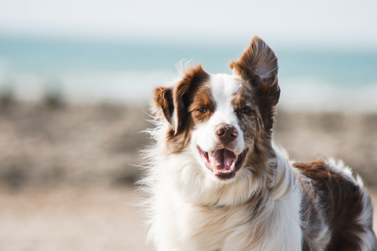 Flea & Tick Control service in Tyler, TX