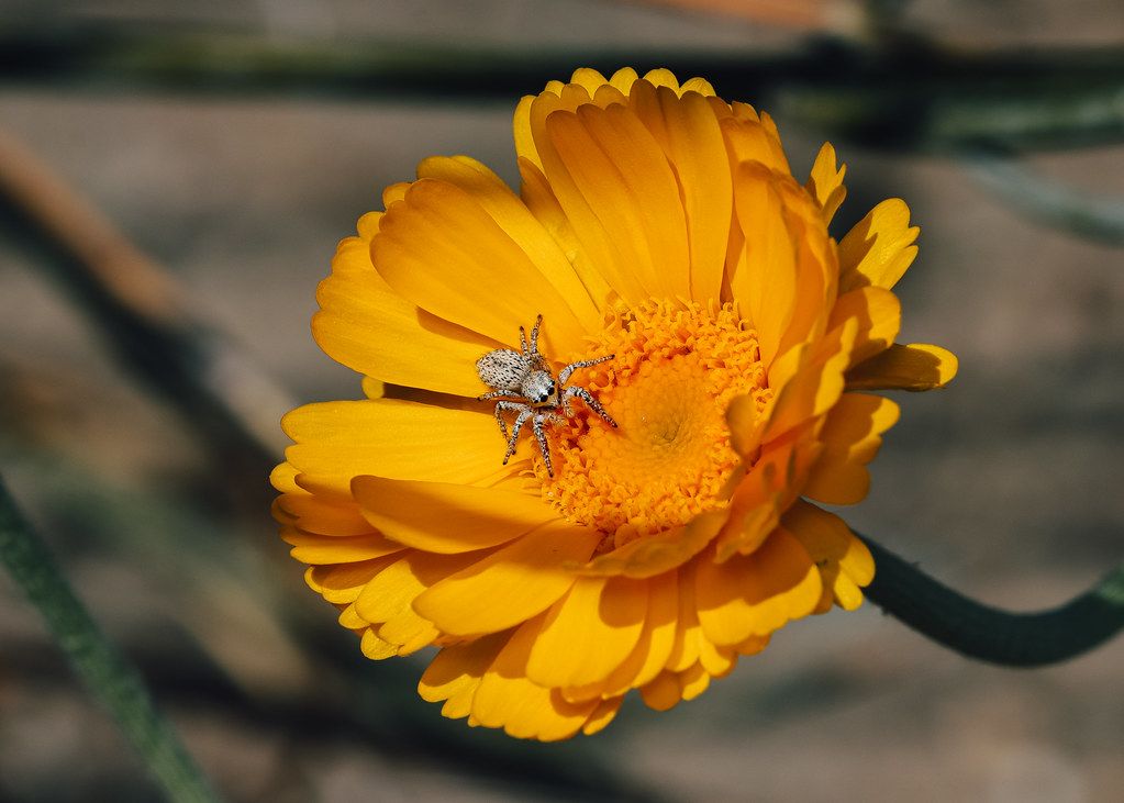 Spider Control service in Tyler, TX